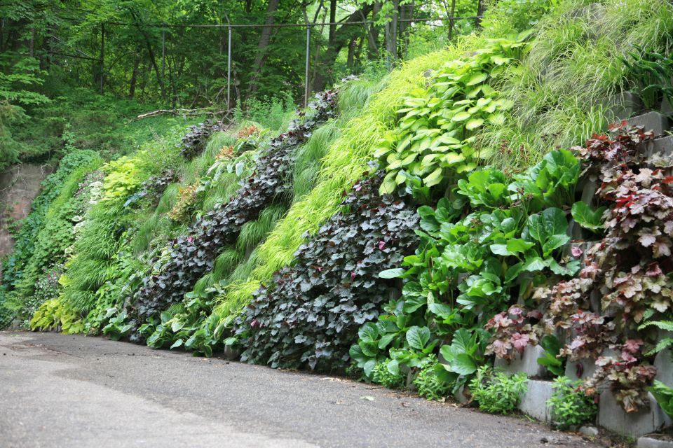Mur végétal au John Ball Zoo Mur végétal au John Ball Zoo