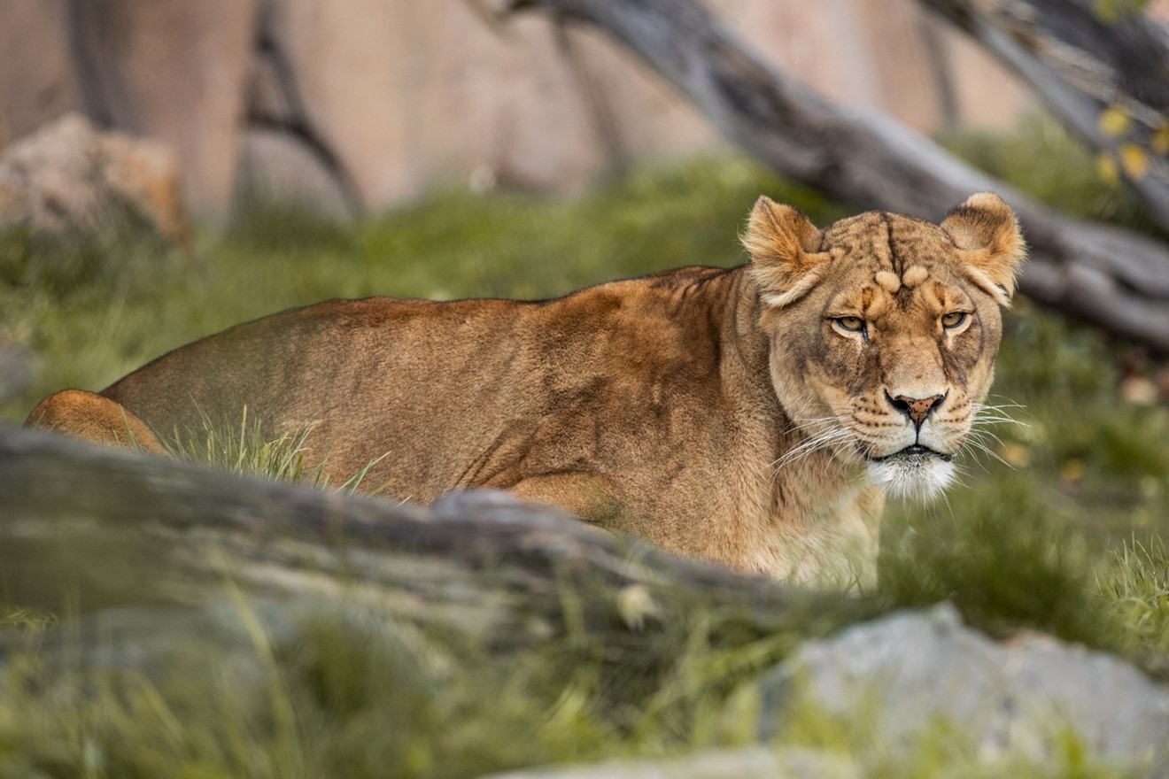 Quelques belles rencontres pendant le parcours Quelques belles rencontres pendant le parcours